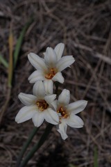 Cyrtanthus loddigesianus