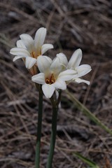 Cyrtanthus loddigesianus