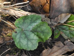 Heuchera