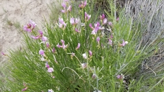 Astragalus toanus