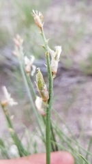 Astragalus toanus
