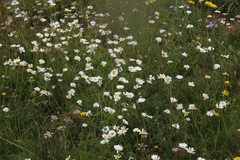 Tripleurospermum caucasicum