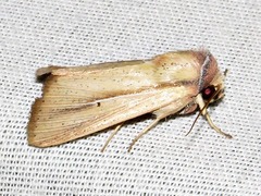 Mythimna prominens