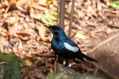 Copsychus sechellarum