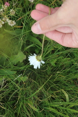 Tripleurospermum caucasicum