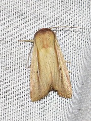 Mythimna prominens