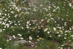 Tripleurospermum caucasicum