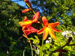 Crocosmia × crocosmiiflora