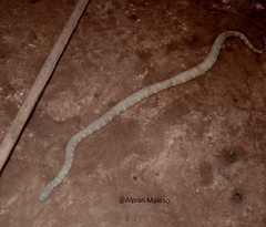 Acrochordus granulatus