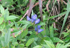 Gentiana scabra