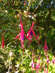 Fuchsia magellanica