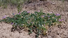 Astragalus iodanthus