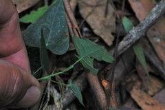 Echinostephia aculeata
