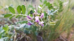 Astragalus iodanthus