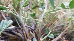 Astragalus iodanthus