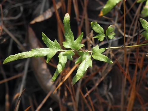 Lygodium japonicum iNat (1)