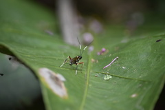 Xanthocryptus novozealandicus