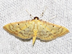 Herpetogramma mutualis
