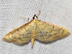 Herpetogramma mutualis