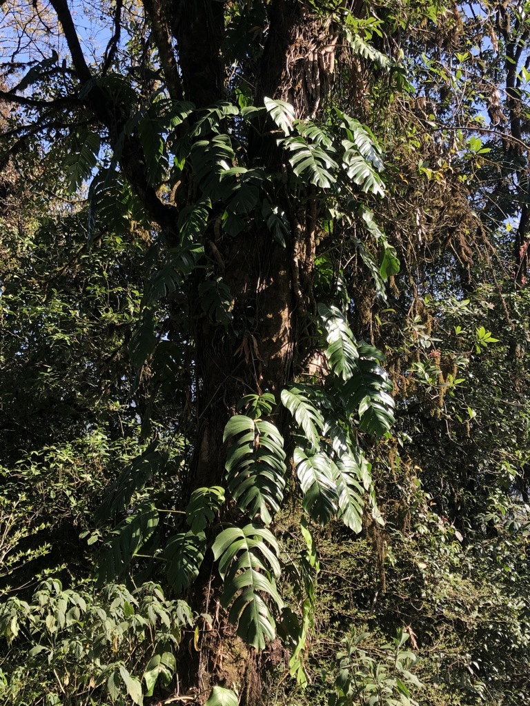 Rhaphidophora Korthalsii From Tsirang Bhutan On April At Am By Jonathan Newman