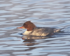 Mergus merganser