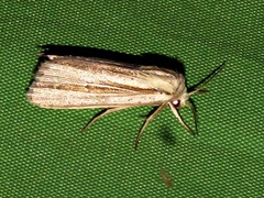 Mythimna sarca