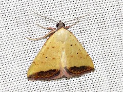 Phytometra subflavalis