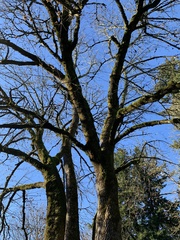 Acer macrophyllum