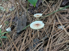 Lepiota cristata image