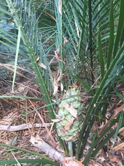 Macrozamia