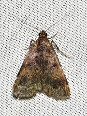 Hydrillodes uliginosalis