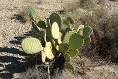 Opuntia × occidentalis