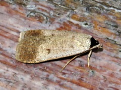 Tathorhynchus plumbea