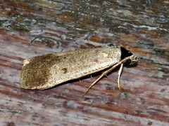 Tathorhynchus plumbea