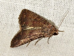 Condica capensis