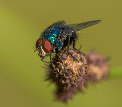 Lucilia eximia