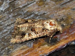 Tycomarptes inferior