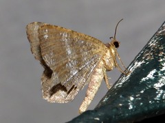 Chiasmia confuscata