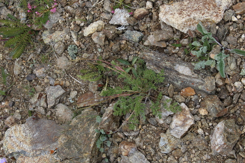 Pulsatilla albana (Pulsatilla albana)