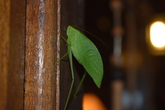Phylloptera