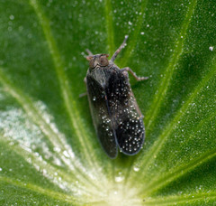 Melanoliarus dimidiatus