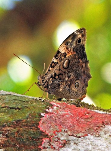 Scalloped Owlet