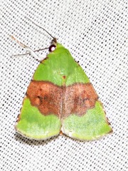 Lophocrama phoenicochlora