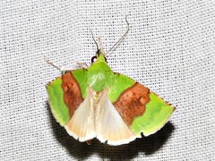 Lophocrama phoenicochlora