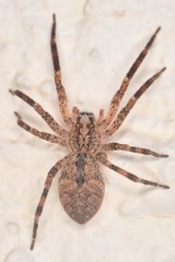 Zoropsis spinimana