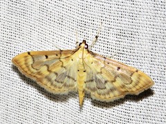 Herpetogramma mutualis