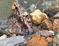 Opsiphanes invirae amplificatus