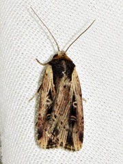 Axylia annularis