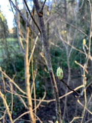 Magnoliopsida