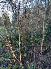 Magnoliopsida